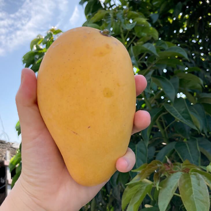 預購 四季芒果（1台斤）芒果 土芒清香 甜度高達22度 溫室栽培  產地直送